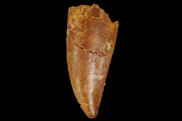 Serrated, Raptor Tooth - Real Dinosaur Tooth #176218